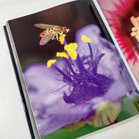 Vintage Signed First Edition The Miracle Pond Hard Back Coffee Table Book, Middleton Evans Patterson Park Baltimore Nature Photography Book