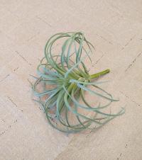 Stained Glass Air Plant Holder, Custom Colors Available