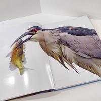 Vintage Signed First Edition The Miracle Pond Hard Back Coffee Table Book, Middleton Evans Patterson Park Baltimore Nature Photography Book